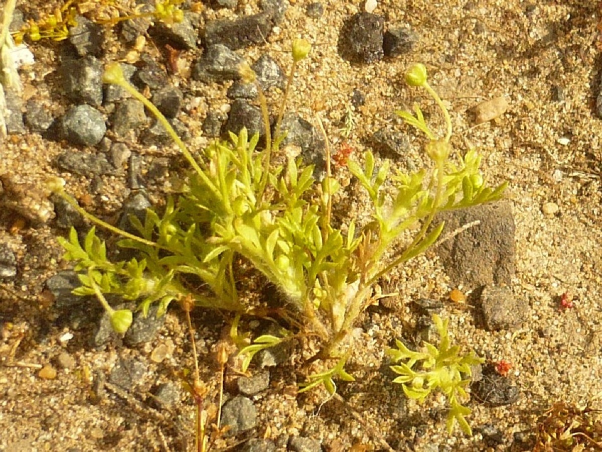 Cotula australis (Asteraceae)